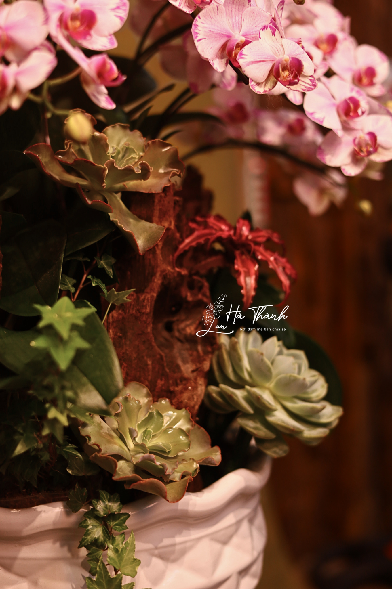 🌸 Chậu Lan Hồ Điệp mini tiểu cảnh trắng hồng – Nét tinh tế từ Lan Hà Thành